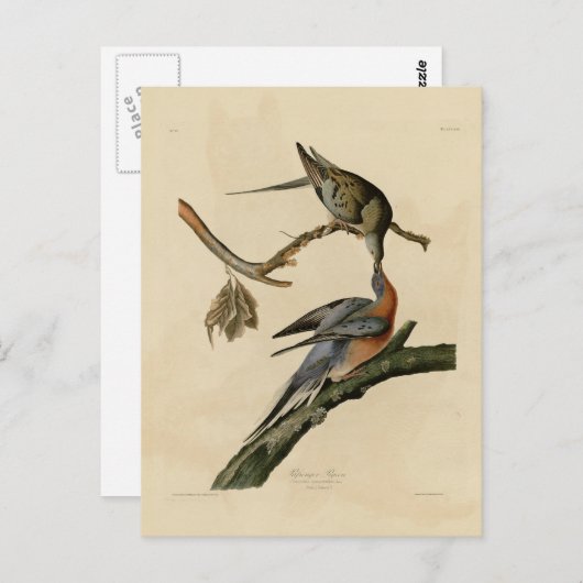 Carte Postale Pigeon passager (Devant / Derrière)