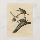 Carte Postale Pigeon passager (Devant)