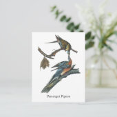Carte Postale Pigeon passager, John Audubon (Debout devant)