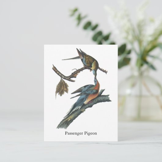 Carte Postale Pigeon passager, John Audubon (Debout devant)