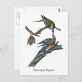 Carte Postale Pigeon passager, John Audubon (Devant / Derrière)