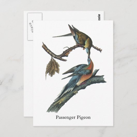 Carte Postale Pigeon passager, John Audubon (Devant / Derrière)
