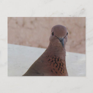 Carte postale Pigeon, personnaliser