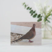 Carte postale Pigeon, personnaliser (Debout devant)