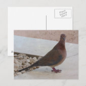 Carte postale Pigeon, personnaliser (Devant / Derrière)