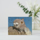 Carte Postale Pigeon Poetry (Debout devant)