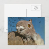 Carte Postale Pigeon Poetry (Devant / Derrière)