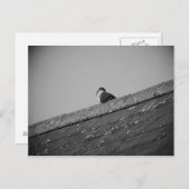 Carte Postale Pigeon solitaire sur le toit (Devant / Derrière)