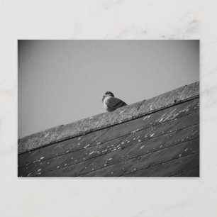 Carte Postale Pigeon solitaire sur le toit