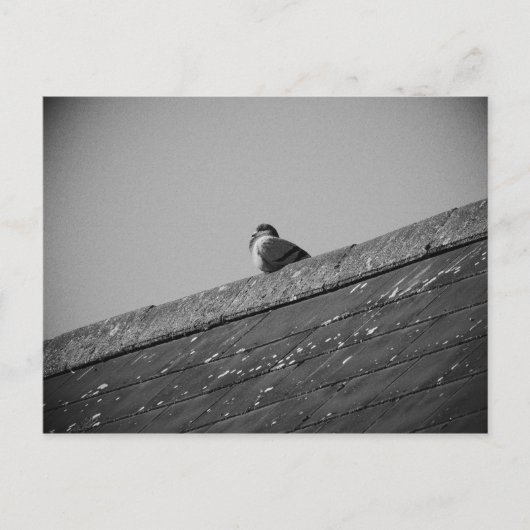 Carte Postale Pigeon solitaire sur le toit (Devant)