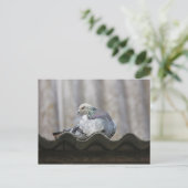 Carte Postale Pigeon sur le toit. (Debout devant)
