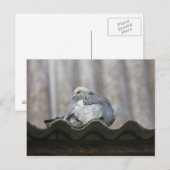 Carte Postale Pigeon sur le toit. (Devant / Derrière)
