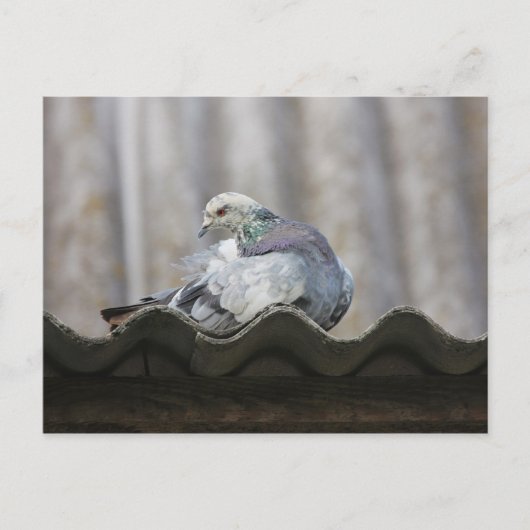 Carte Postale Pigeon sur le toit. (Devant)