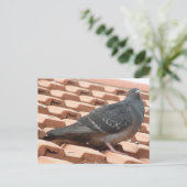 Carte postale Pigeon sur le toit (Debout devant)