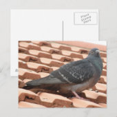 Carte postale Pigeon sur le toit (Devant / Derrière)