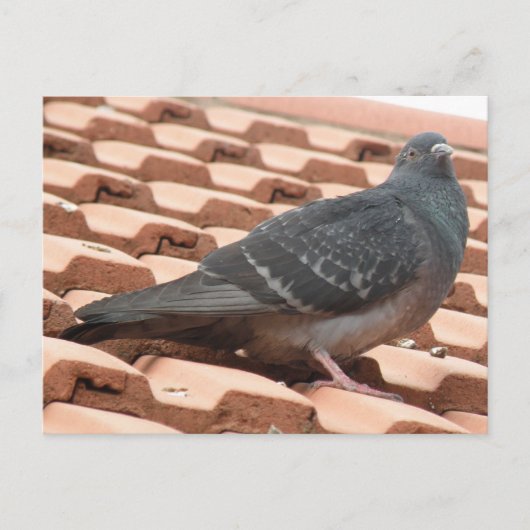 Carte postale Pigeon sur le toit (Devant)