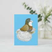 Carte Postale Pigeon trompette AOC (Debout devant)