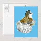 Carte Postale Pigeon trompette AOC (Devant / Derrière)