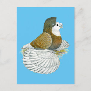 Carte Postale Pigeon trompette AOC