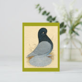 Carte Postale Pigeon Tumbler Muffé Andalou (Debout devant)