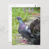 Carte Postale Pigeon urbain (Devant / Derrière)