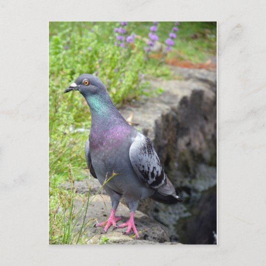Carte Postale Pigeon urbain (Devant)