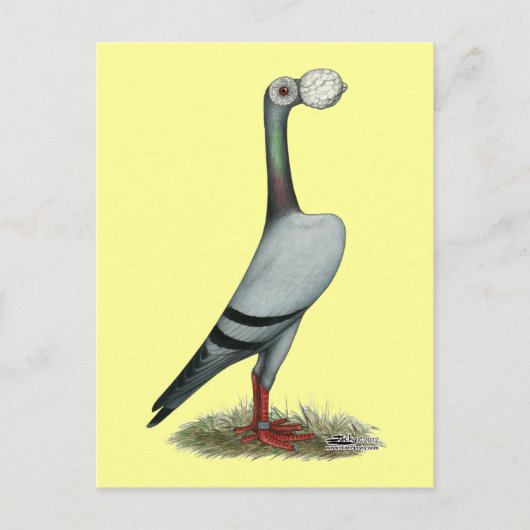 Carte Postale Pigeon Voyageur 2012 (Devant)