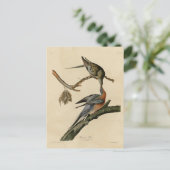 Carte Postale Pigeon voyageur des oiseaux d'Amérique d'Audubon (Debout devant)
