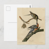 Carte Postale Pigeon voyageur des oiseaux d'Amérique d'Audubon (Devant / Derrière)