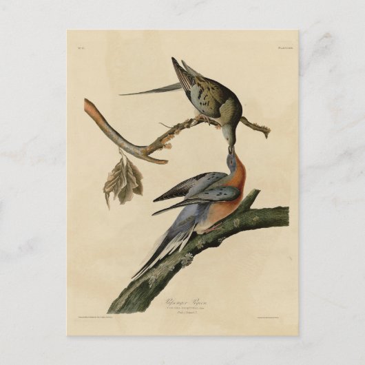 Carte Postale Pigeon voyageur des oiseaux d'Amérique d'Audubon (Devant)