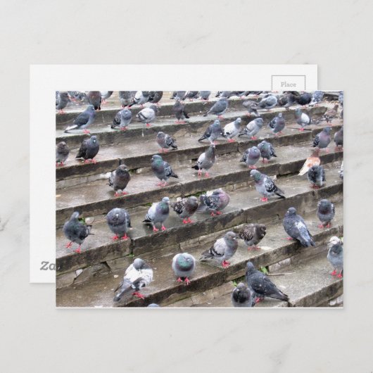 Carte Postale Pigeons (Devant / Derrière)