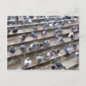 Carte Postale Pigeons (Devant)