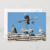 Carte Postale pigeons (Devant / Derrière)