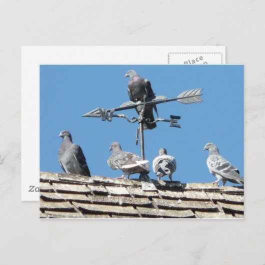 Carte Postale pigeons (Devant / Derrière)