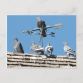 Carte Postale pigeons (Devant)