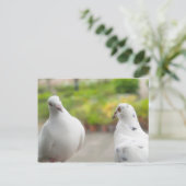 Carte postale pigeons blancs (Debout devant)