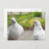 Carte postale pigeons blancs (Devant / Derrière)