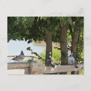 Carte Postale Pigeons profitant d'une vue