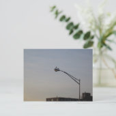 Carte Postale pigeons regardant le soleil (Debout devant)