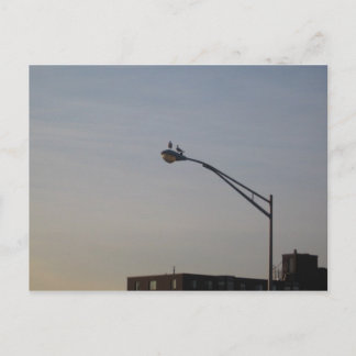 Carte Postale pigeons regardant le soleil