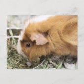 Carte Postale Piggy (Devant)