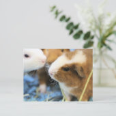 Carte Postale Piggy (Debout devant)