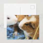 Carte Postale Piggy (Devant / Derrière)