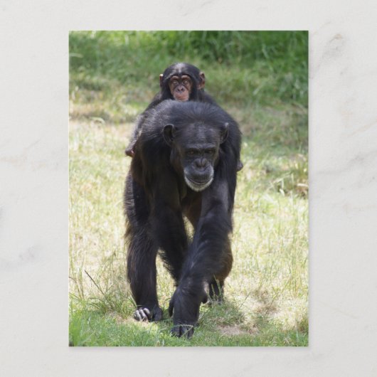 Carte Postale Piggy Back Maman (Devant)