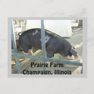 Carte Postale Piggy Post Card