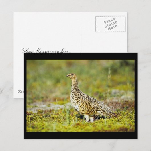 Carte Postale Piglane (Devant / Derrière)