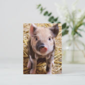 Carte Postale Piglet (Debout devant)