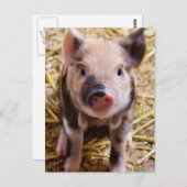 Carte Postale Piglet (Devant / Derrière)
