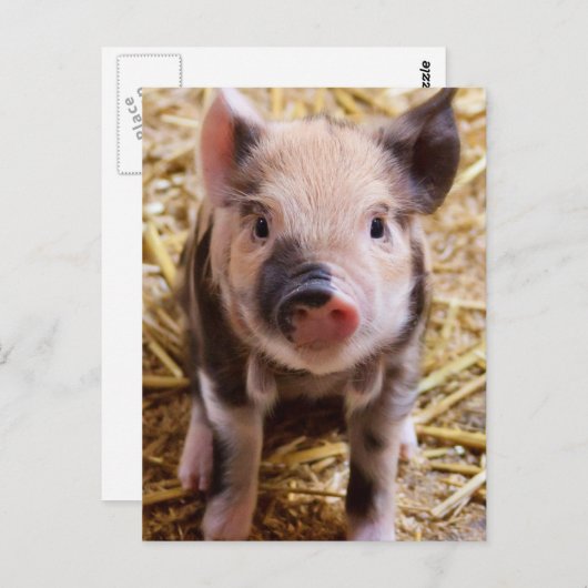 Carte Postale Piglet (Devant / Derrière)