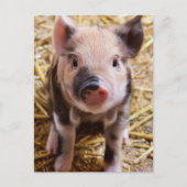 Carte Postale Piglet (Devant)